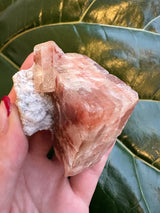 Hand holding a small red apophyllite crystal cube with translucent and pinkish hues, resting against a textured white mineral base, set against large green leaves.