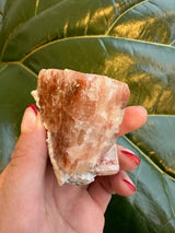 Hand holding a red apophyllite cube crystal with translucent pinkish-red layers, set against large glossy green leaves.