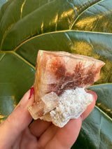 Hand holding a small red apophyllite crystal cluster featuring translucent reddish-brown cubic crystals and white crystalline matrix, against large veined green leaf background.