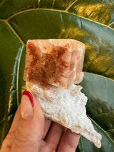 Small red apophyllite cube crystal with a translucent reddish hue atop a white, rough matrix held against a background of green glossy leaves.
