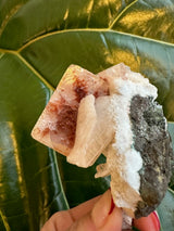 Small red apophyllite crystal with translucent red and white facets growing on a white and black mineral matrix, held against a large textured green leaf background.