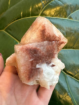 Hand holding a small red apophyllite crystal with translucent reddish-brown and white crystalline layers against a large green leaf background.