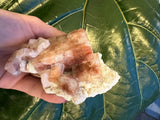 Hand holding a cluster of reddish-brown Apophyllite crystals on a light beige mineral matrix, set against a textured dark green leaf background.