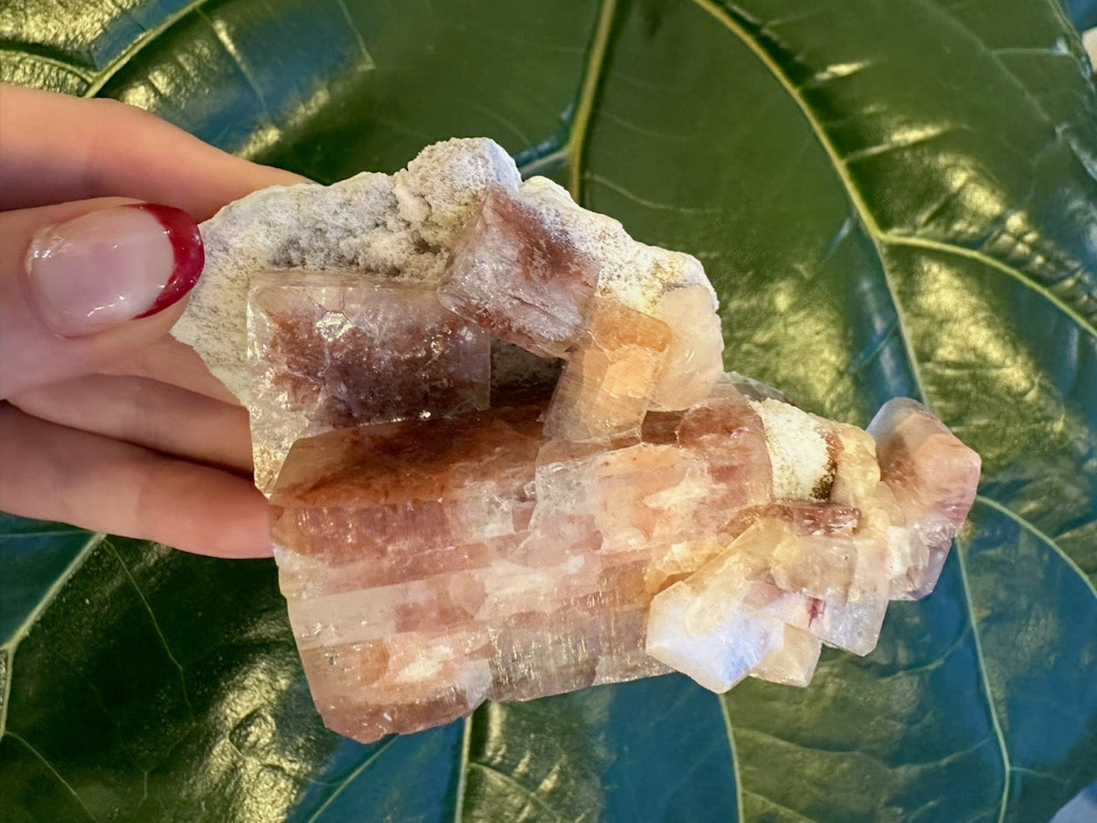 Hand holding a large red apophyllite crystal cluster with layered cube formations on a rough white matrix, set against dark green glossy leaves.