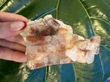 Hand holding a cluster of translucent red apophyllite crystals on a white matrix, against a large green leaf background with visible texture.