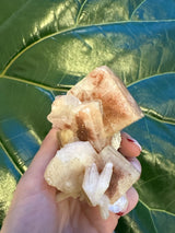 Hand holding a cluster of translucent red apophyllite cubes with beige matrix, set against large, dark green textured leaves in the background.