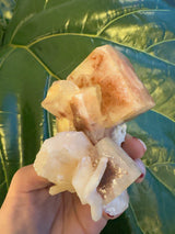 Hand holding a cluster of translucent pale pink and white apophyllite crystals with square and rectangular faces, against a green leaf background.
