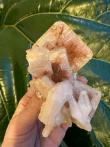 Hand holding a large red apophyllite crystal cluster with cubic shapes and translucent pinkish hues against a background of large green leaves.