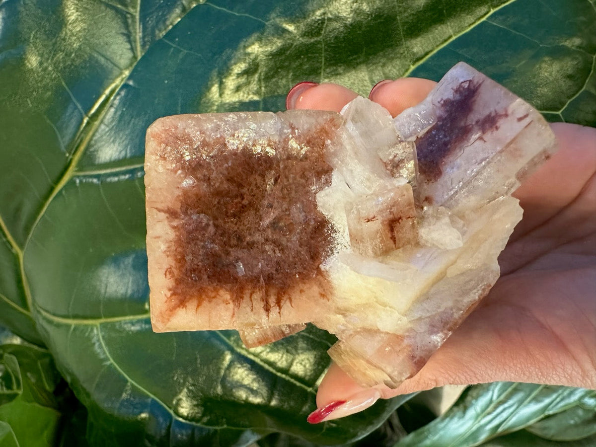 Hand holding a translucent.apophyllite crystal cluster with white, cream, and purple hues against large green leaves background