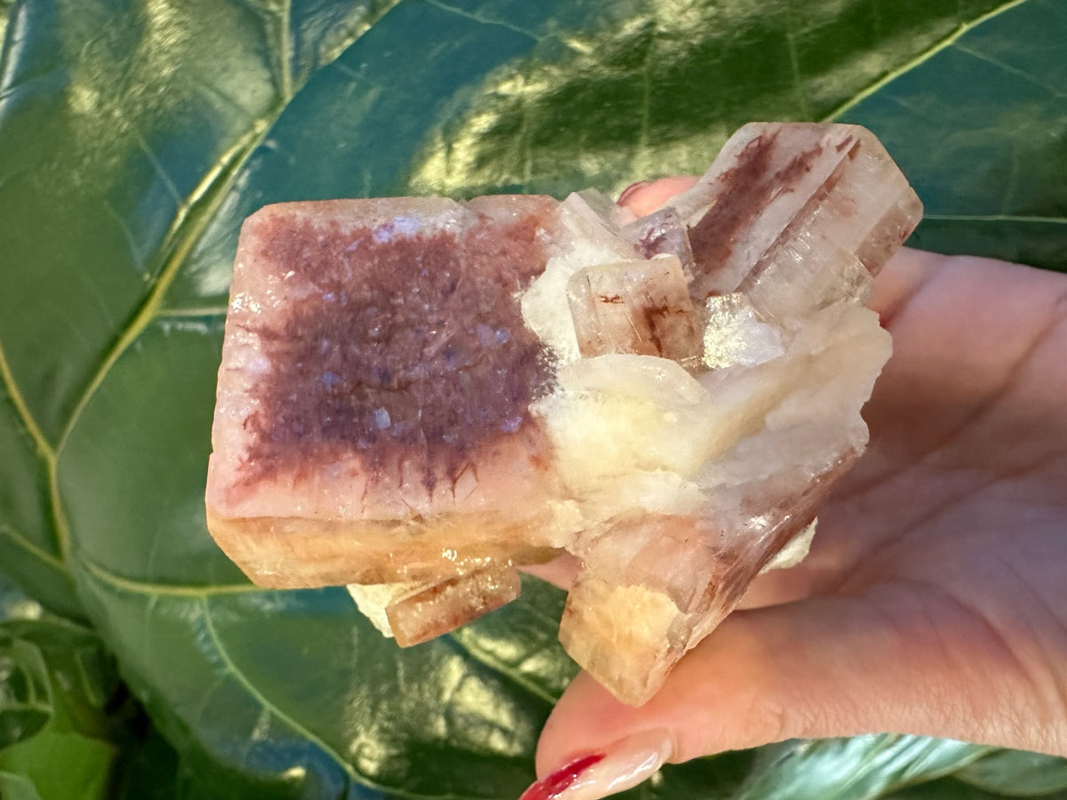 Hand holding a large red apophyllite crystal with cubic formations, showing translucent pinkish-red and white hues against a large green leaf background.