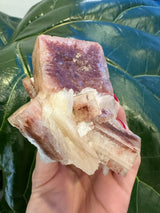 Hand holding a large red apophyllite crystal cluster featuring a prominent deep reddish cube atop translucent white prismatic formations, against a dark green leaf background.