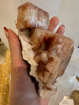 Hand holding a cluster of translucent reddish-brown apophyllite cubes with white stilbite crystals on a rough matrix against a neutral background.