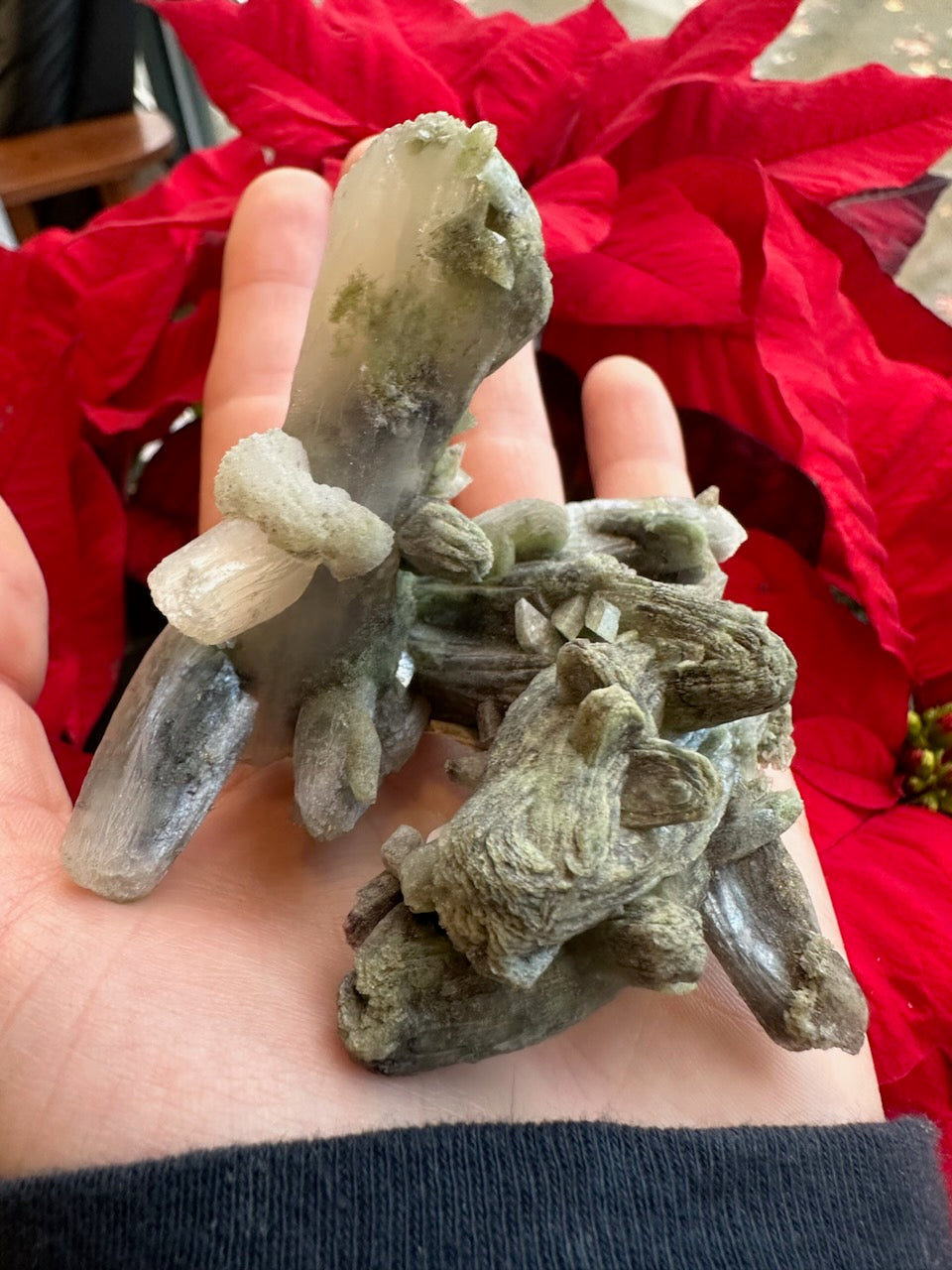 Hand holding a greenish-gray stilbite crystal cluster with elongated, prismatic formations against a background of bright red poinsettia leaves.