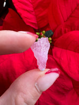 Close-up of a small, translucent pink rose quartz crystal with rough, irregular surface held between fingers, set against vivid red leaves in the background.