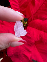 Close-up of a small, translucent pale pink rose quartz crystal held between fingers with red-tipped nails against bright red poinsettia leaves background.