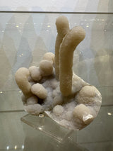 Rounded beige chalcedony stalactites with a sugary texture on a clustered base, displayed on a clear stand against a softly lit background.