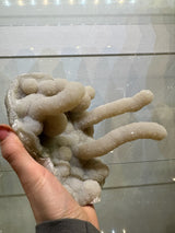 Hand holding a medium-sized white chalcedony stalactite with multiple elongated, rounded protrusions covered in fine crystalline texture.