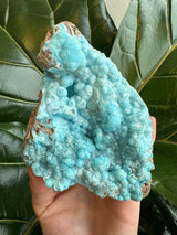 Hand holding a light blue botryoidal hemimorphite mineral specimen with rounded, bubbly formations and some brown matrix areas, set against large green leaves.