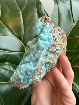 Hand holding a botryoidal blue hemimorphite mineral with rounded bubbly formations and tan matrix against large glossy green leaves background.