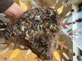 Hand holding a rough hessonite garnet cluster with dark red-brown crystalline formations amid lighter matrix, over a glass table with dry leaves and crystals underneath.