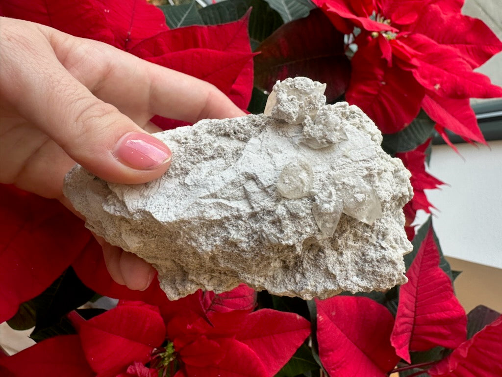 Hand holding a light gray rough calcite cluster with a porous texture against a backdrop of vibrant red poinsettia leaves.