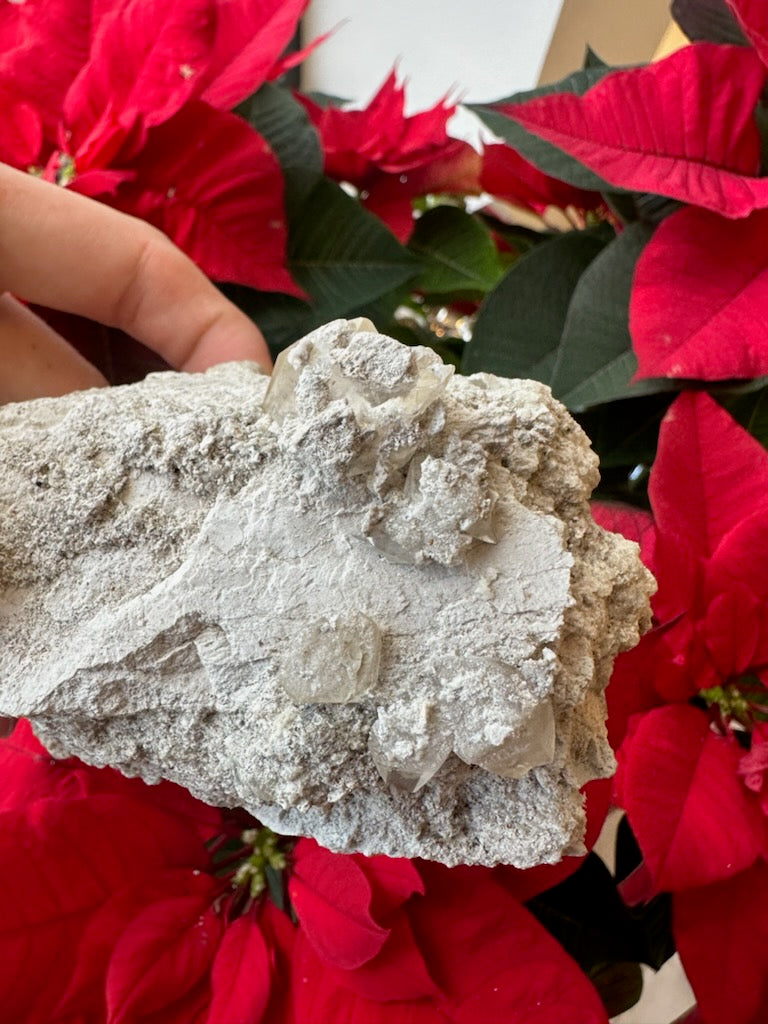 Hand holding a pale gray calcite cluster with a rough texture against a backdrop of vivid red poinsettia flowers and dark green leaves.