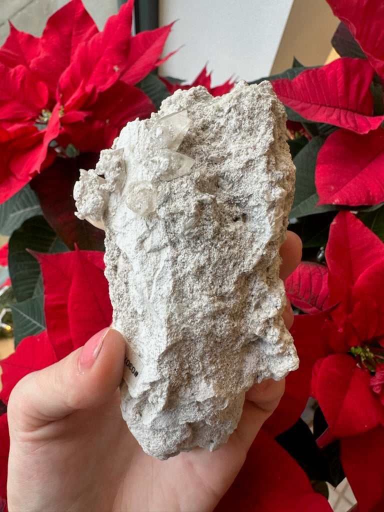 Hand holding a rough, pale gray calcite cluster with visible crystal formations, set against a background of vivid red poinsettia leaves.