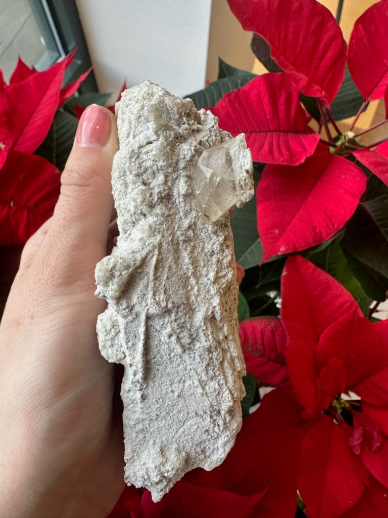 Hand holding a rough-textured pale gray Elmwood calcite cluster with a prominent transparent crystal, set against vivid red poinsettia leaves.