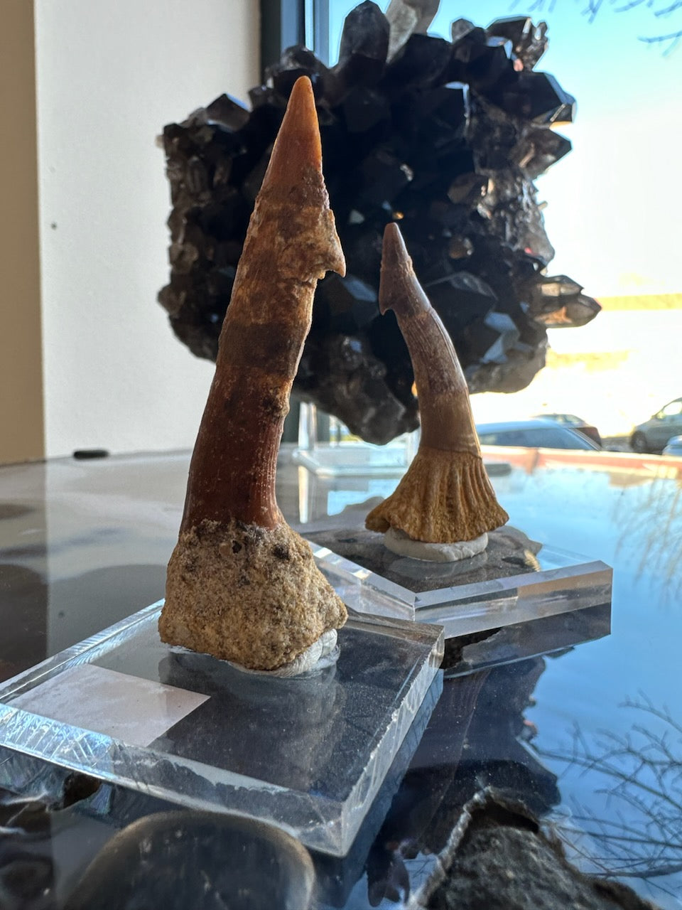 Two fossilized Onchopristis barb/tooth specimens from Morocco mounted on clear acrylic stands, set on reflective glass with a dark crystalline mineral cluster in the background.