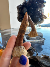 Close-up of a hand holding a brown, fossilized Onchopristis barb/tooth with a rough beige base and pointed tip, reflected on a glass surface with another fossil and a dark crystal cluster behind.