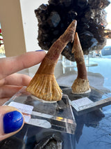 Two fossilized Onchopristis barb/tooth specimens from Morocco, brown with textured bases on clear acrylic stands, with a dark crystalline mineral in the background.