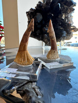 Two long, pointed Onchopristis fossilized teeth with brown and beige hues displayed on clear acrylic stands against a backdrop of dark crystal formations.