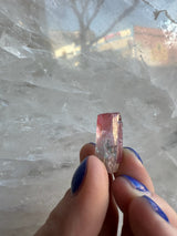 Small watermelon tourmaline crystal with pink and green hues held between fingers with blue-painted nails against a translucent, textured crystalline background.