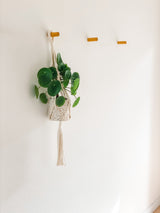 Green leafy plant in a cream-colored macramé hanging planter suspended from a wooden peg on a white wall with three more wooden pegs visible to the right.