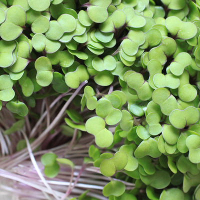 Kale Microgreen Seeds detail image - Resin Society