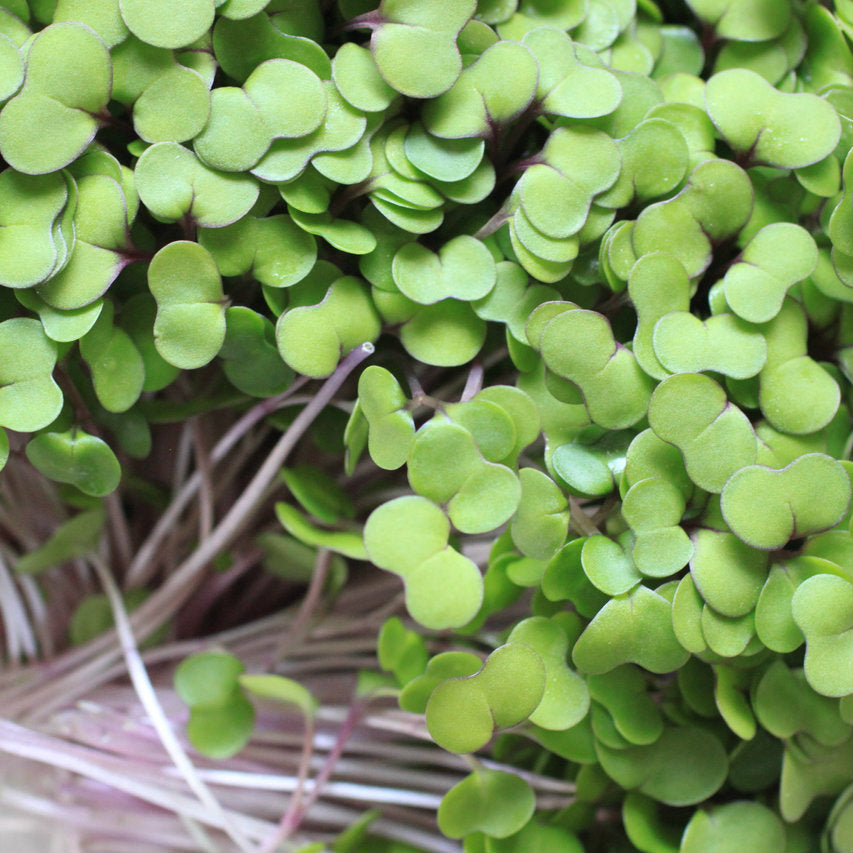 Kale Microgreen Seeds detail image - Resin Society