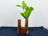 Small hand-carved wooden vase with a U-shaped design holding bright green leafy stems, placed on a dark blue fabric against a plain white background.