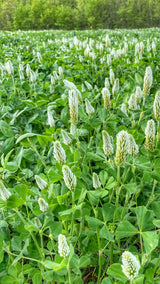 Field densely covered with green clover plants featuring white, elongated flower clusters, surrounded by trees in the background.