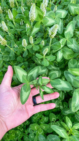 Hand holding a large clover leaf with five distinct leaflets, each featuring light and dark green patterns, among a dense bed of smaller four-leaf clovers and white clover flowers.