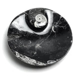 Small round polished plate featuring visible Ammonite and Orthoceras fossil patterns