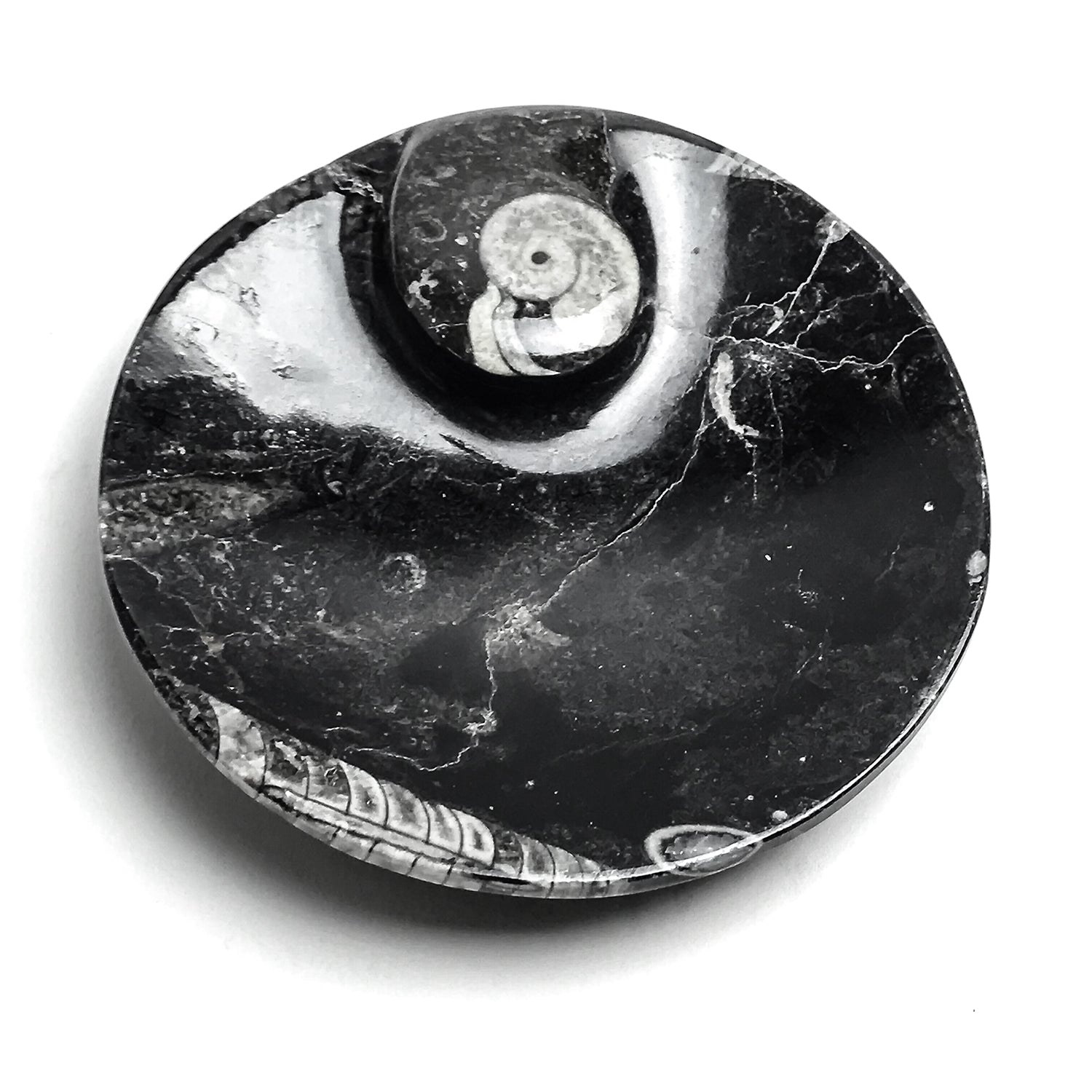 Small round polished plate featuring visible Ammonite and Orthoceras fossil patterns