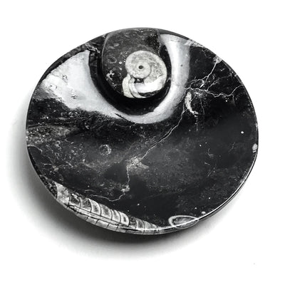 Small round polished plate featuring visible Ammonite and Orthoceras fossil patterns