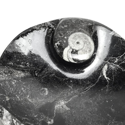Polished Ammonite and Orthoceras Fossil Round Plate (Small)