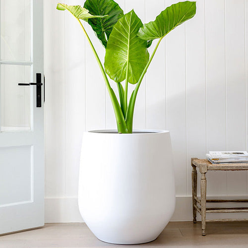 JITT Planter by The Balcony Garden US