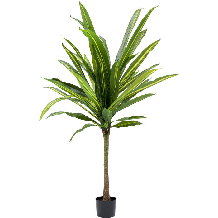 Large artificial dragon tree Deco Plant Dracaena Fragrans 180 with concrete base