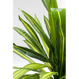 Deco Plant Dracaena Fragrans 180