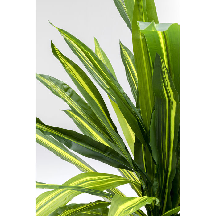 Deco Plant Dracaena Fragrans 180