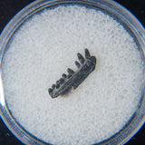 Permian Cave Fossil (Life Before Dinosaur) in Display Box