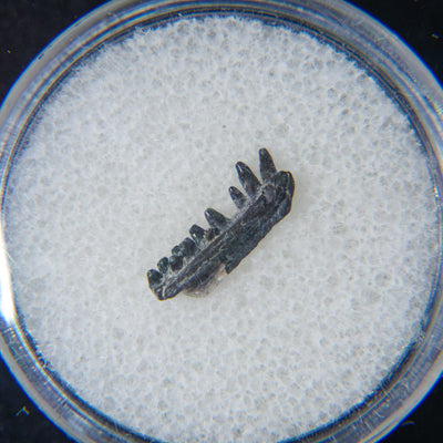 Permian Cave Fossil (Life Before Dinosaur) in Display Box