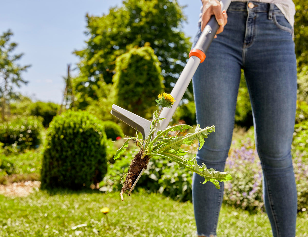 Person using a metal weed puller tool to remove a dandelion with roots from a garden lawn, against a backdrop of green bushes and plants in sunlight.